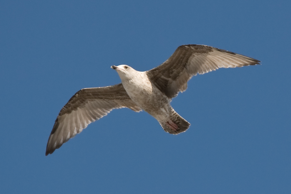 Vögel am Strand 1