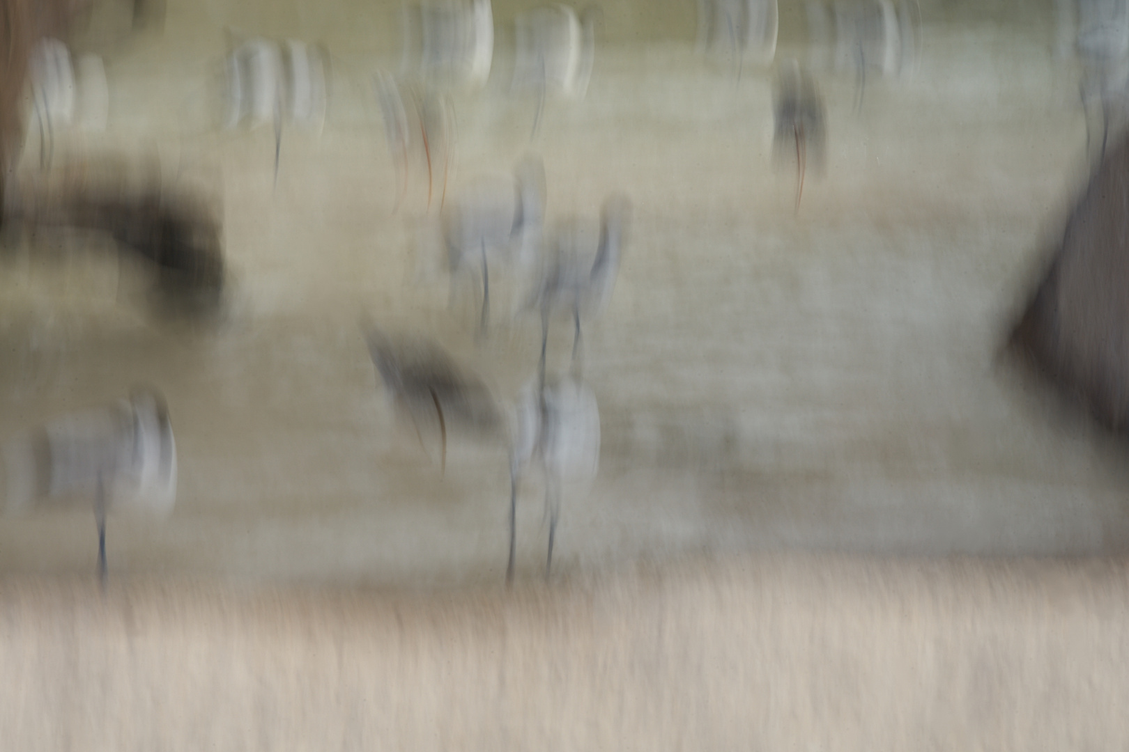 Vögel am Strand