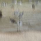 Vögel am Strand