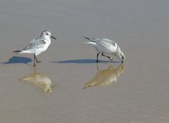 Vögel am Strand