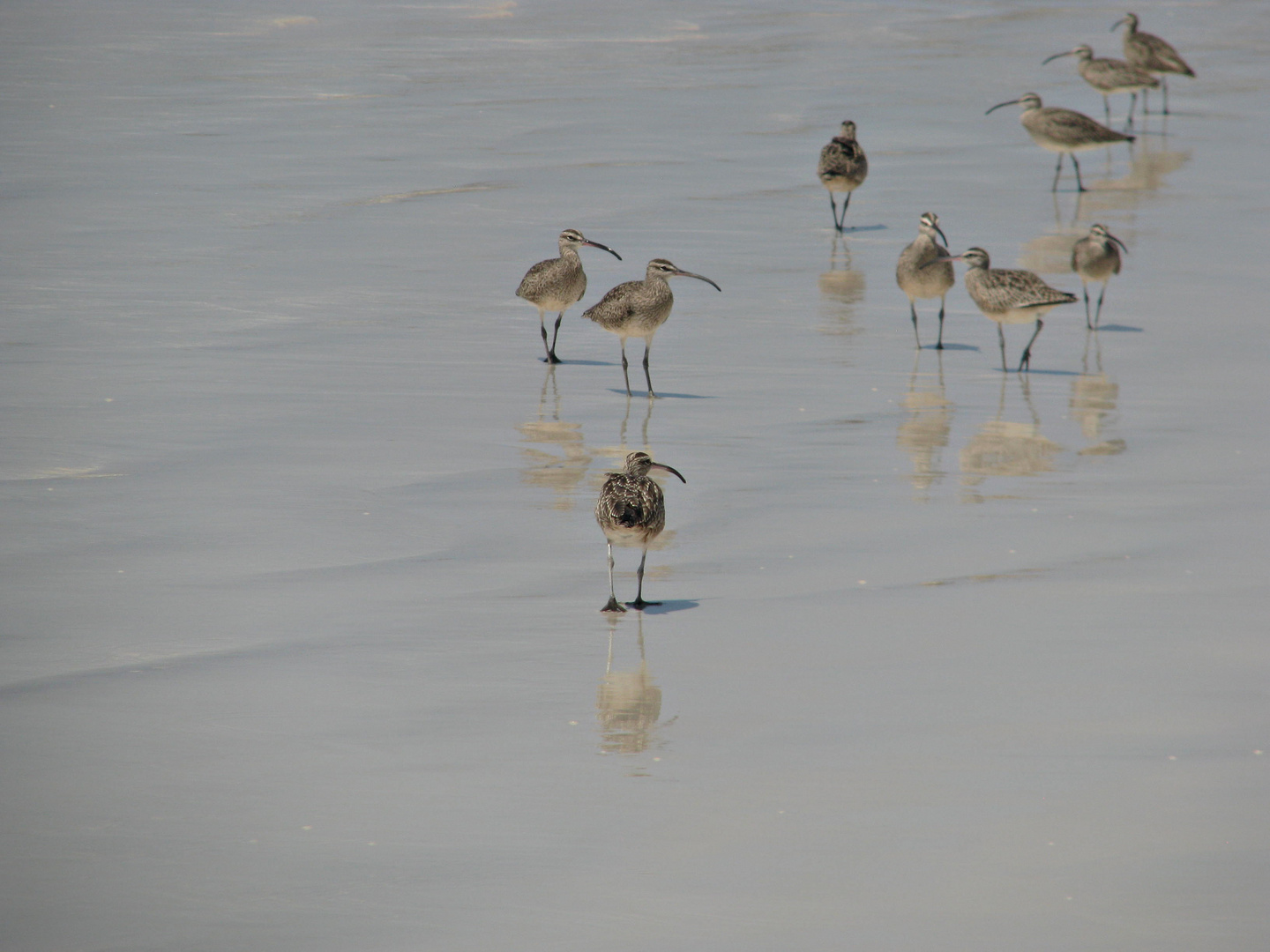 Vögel am Strand Tortuga Bay 2