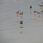 Vögel am Strand Tortuga Bay 2