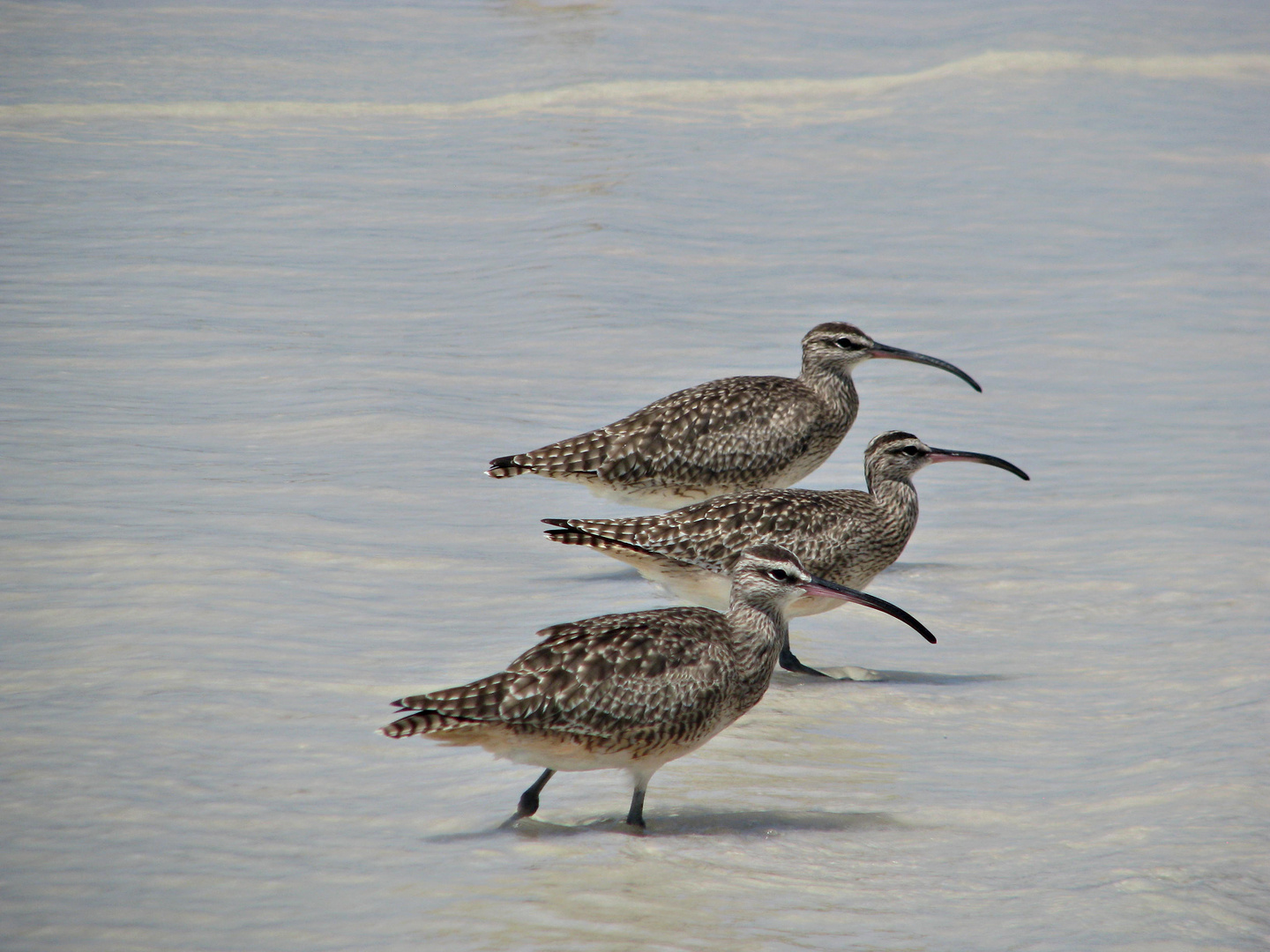 Vögel am Strand Tortuga Bay