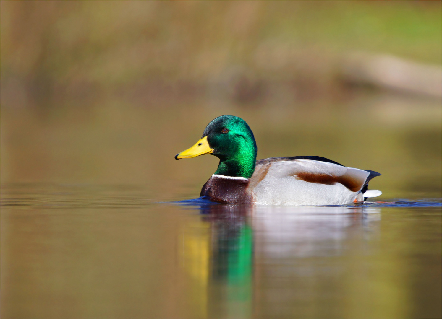 Vögel am Wasser...