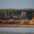 Vögel am Weiher