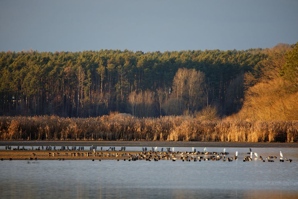 Vögel am Weiher