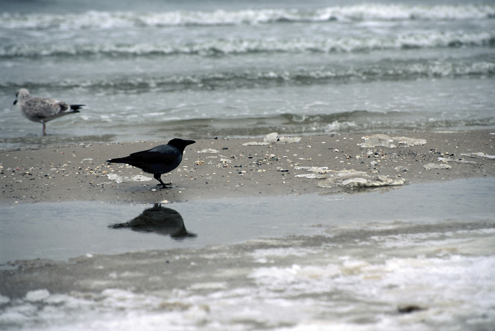 Vögel am Winterstrand