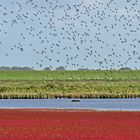 Vögel an der Nordsee