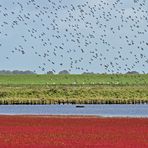 Vögel an der Nordsee