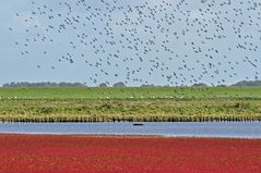 Vögel an der Nordsee