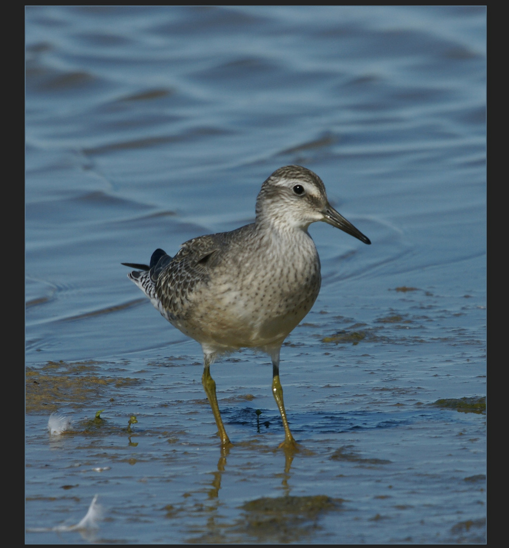 Vögel an der Nordsee: Der KNUTT