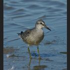 Vögel an der Nordsee: Der KNUTT