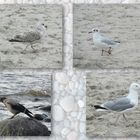 Vögel an der Ostsee