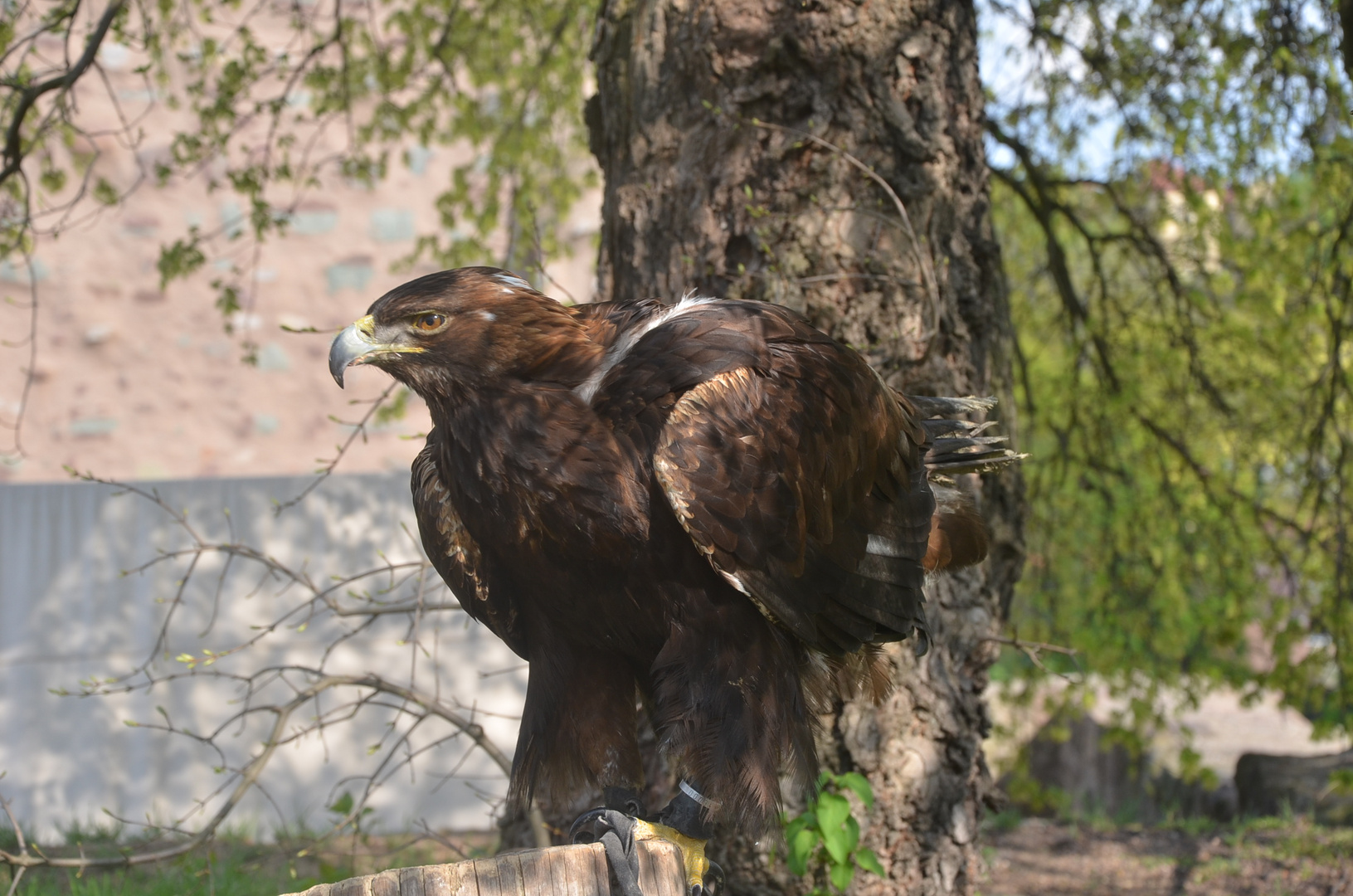 Vögel auf Burg Gibichenstein Halle