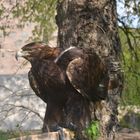 Vögel auf Burg Gibichenstein Halle