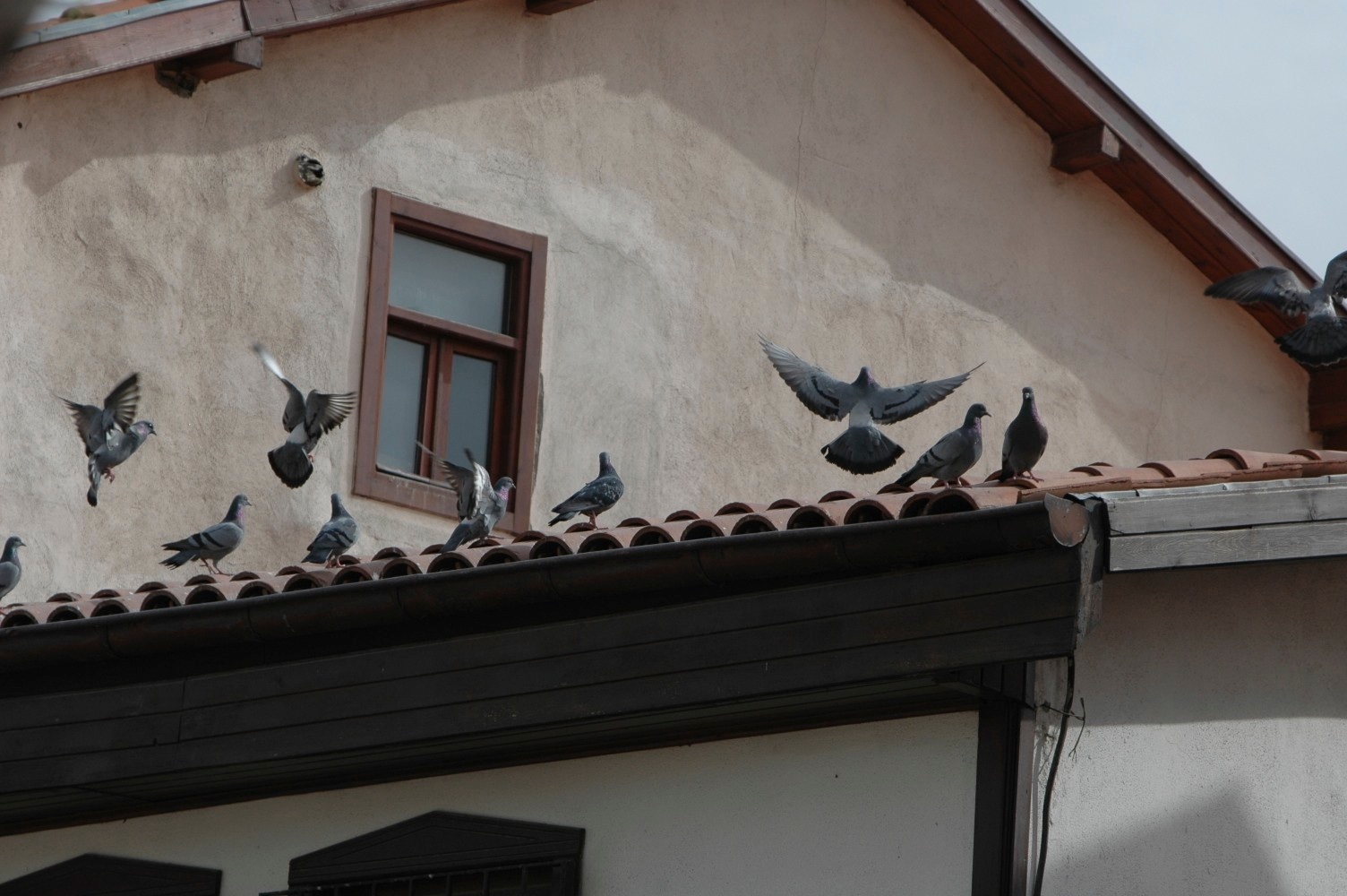 Vögel auf dem Dach Foto & Bild tiere, wildlife, wild lebende vögel Bilder auf