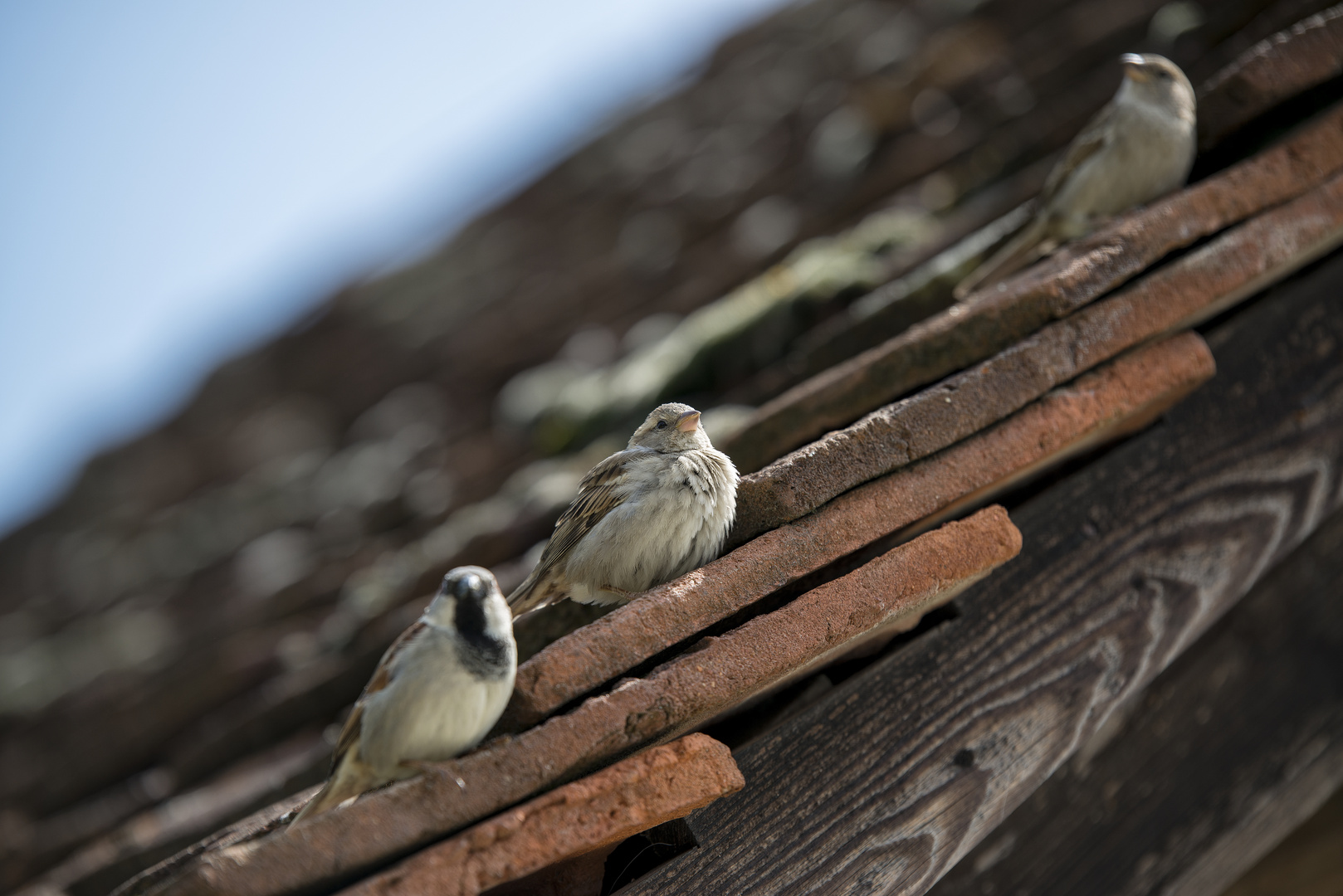 Vögel auf dem Dach