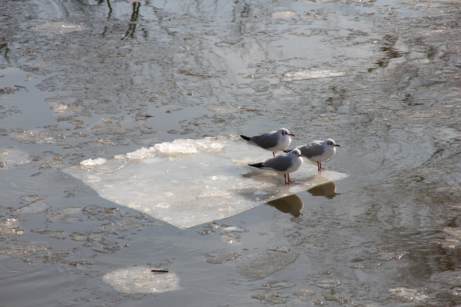 Vögel auf dem Eis