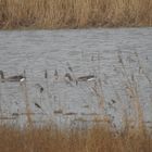 Vögel auf dem Wasser