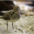 Vögel auf Hallig Hooge