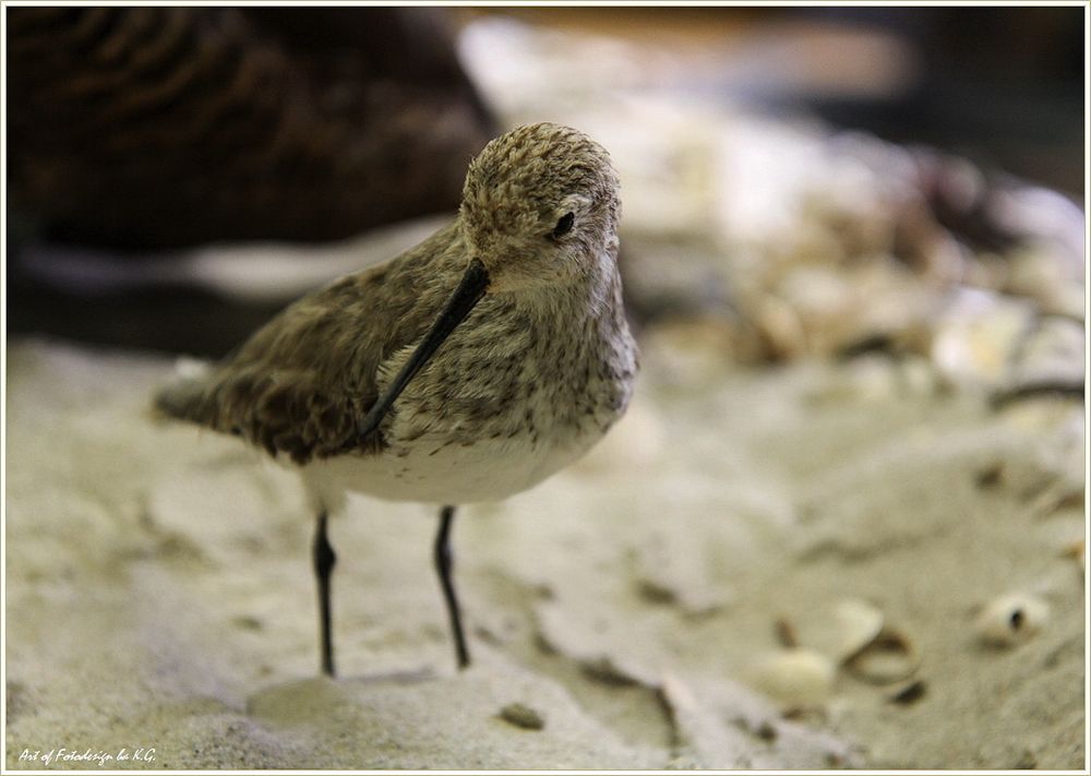 Vögel auf Hallig Hooge