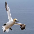 "Vögel auf Helgoland"