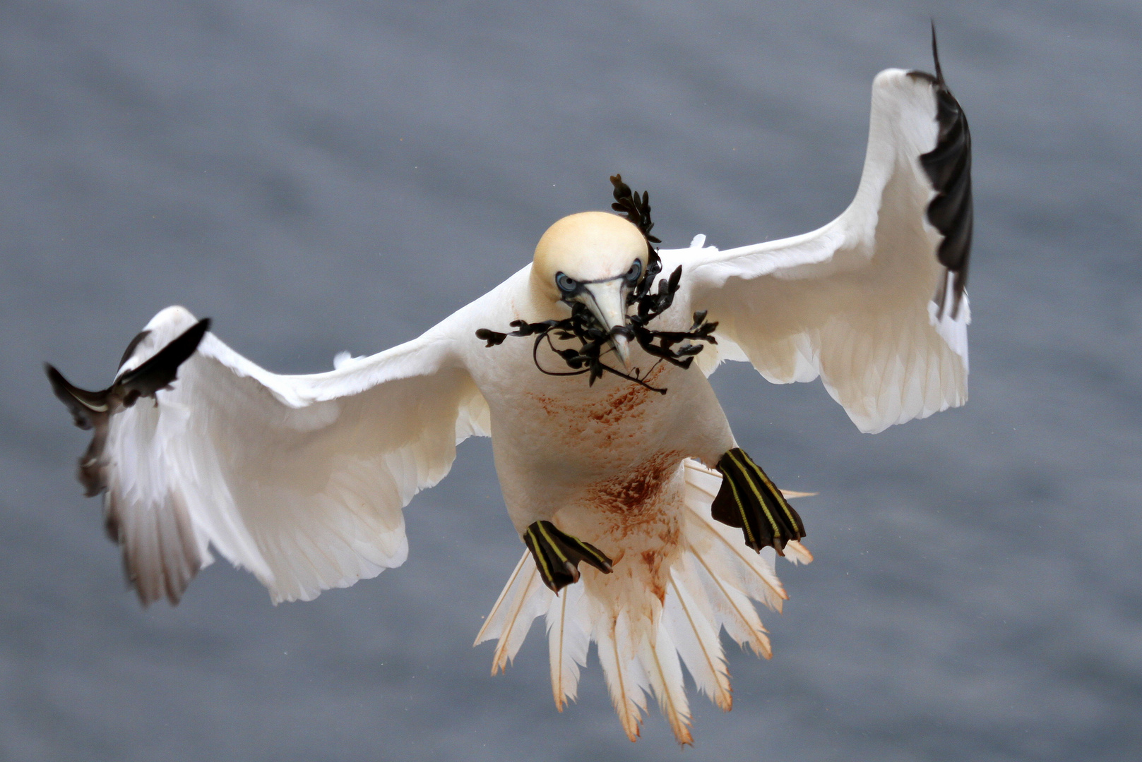 "Vögel auf Helgoland"