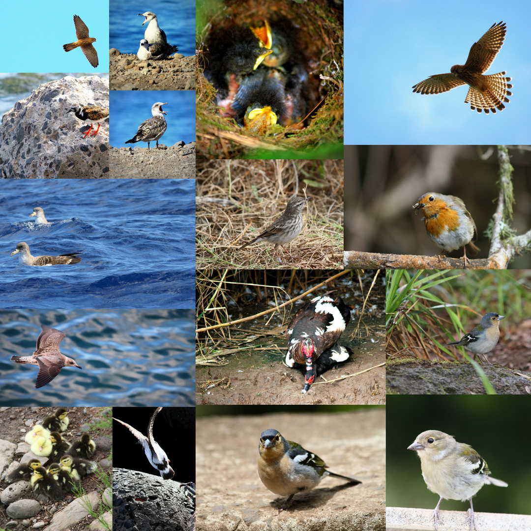 Vögel auf Madeira