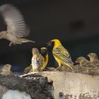 Vögel auf Mauritius 