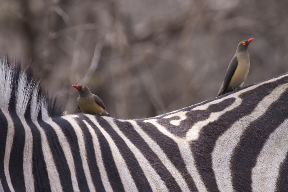 Vögel auf Zebra