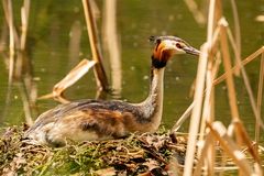 Vögel aufgenommen auf Tagesausflügen 