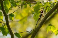 Vögel aufgenommen auf Tagesausflügen 