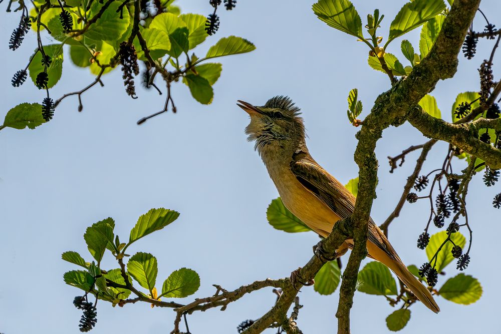 Vögel aufgenommen auf Tagesausflügen 