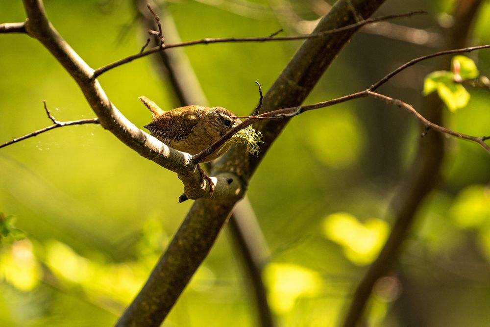 Vögel aufgenommen auf Tagesausflügen 