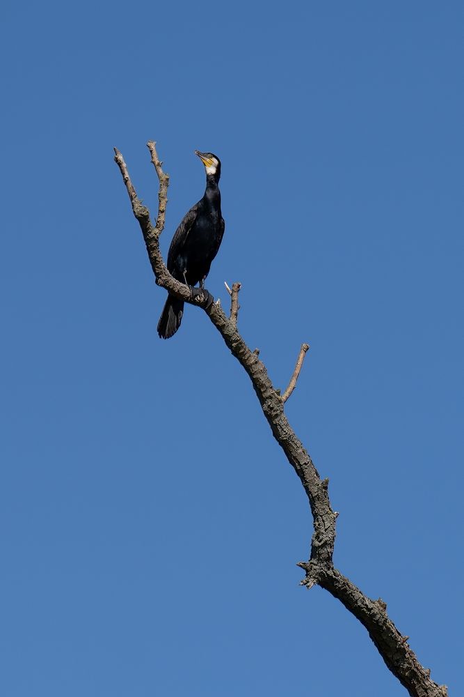 Vögel aus Brandenburg