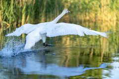 Vögel aus Brandenburg