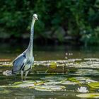 Vögel aus Brandenburg