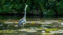 Vögel aus Brandenburg