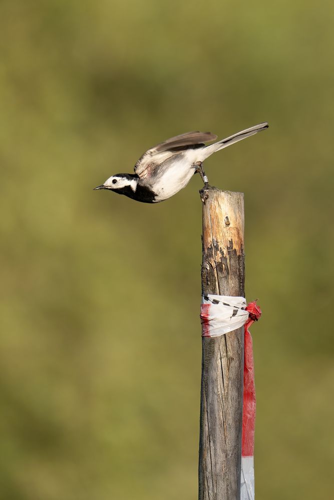 Vögel aus Brandenburg