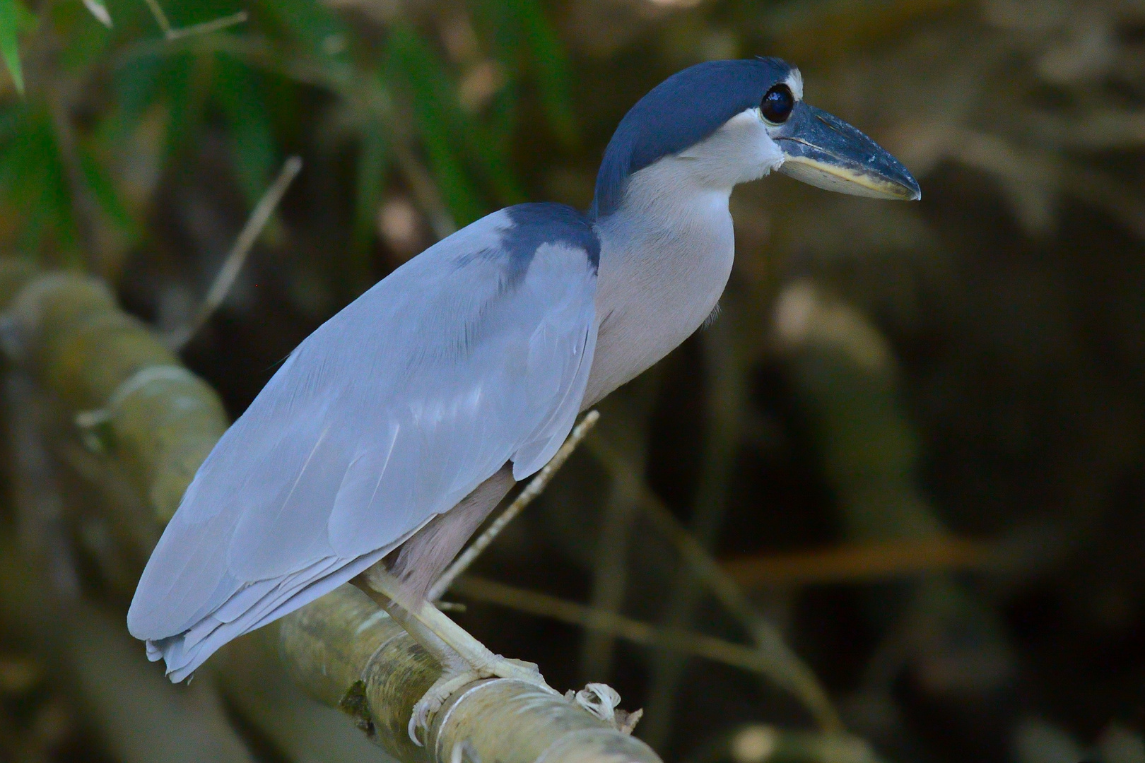 Vögel aus Costa Rica