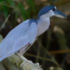 Vögel aus Costa Rica