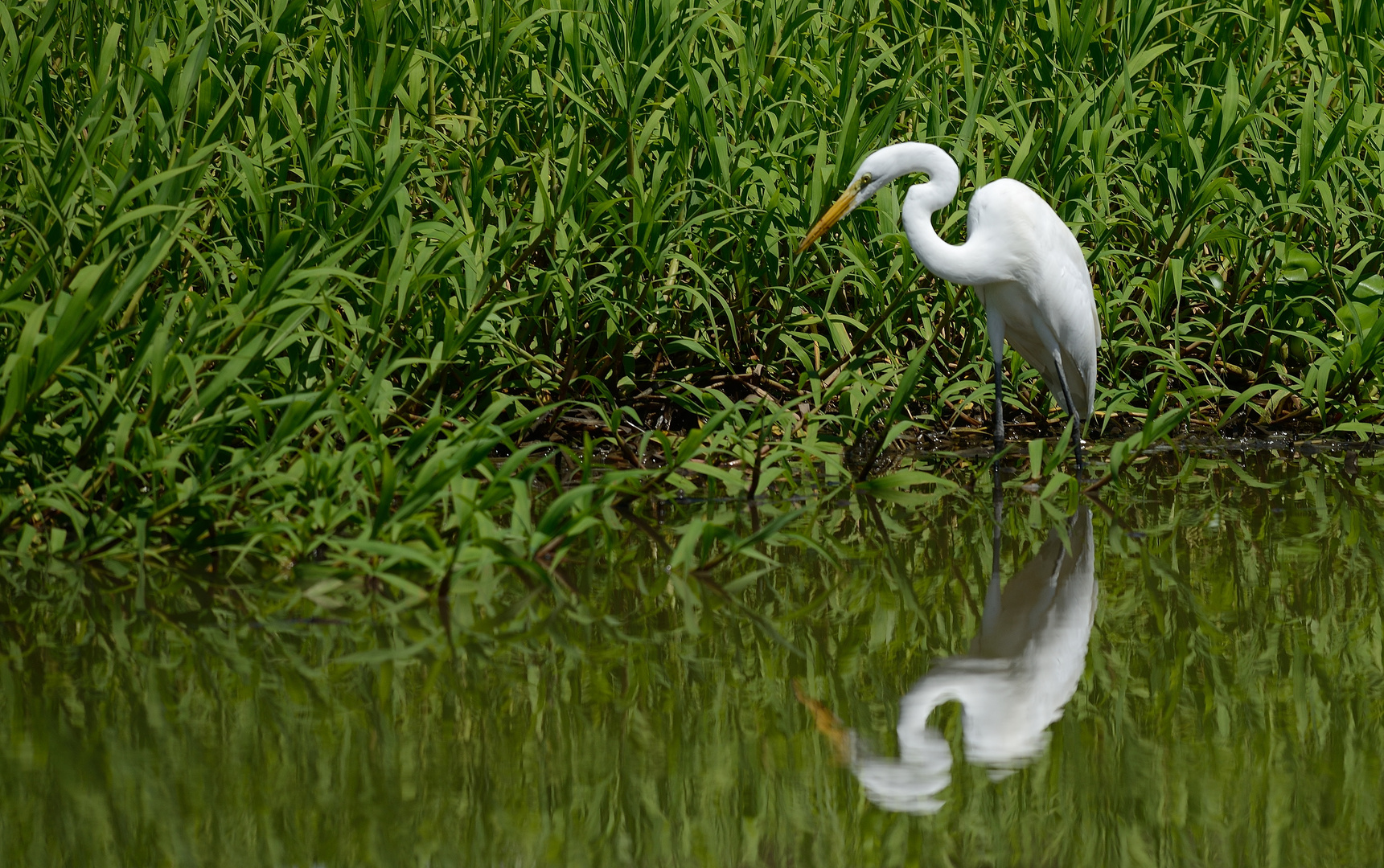 Vögel aus Costa Rica