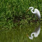 Vögel aus Costa Rica