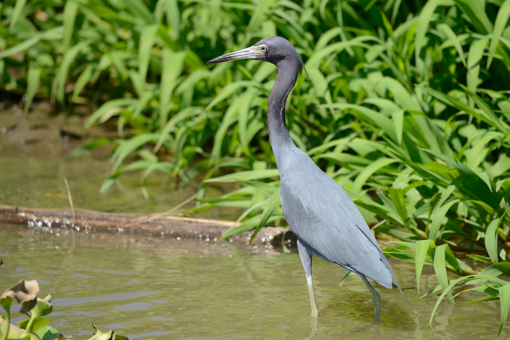 Vögel aus Costa Rica