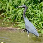 Vögel aus Costa Rica