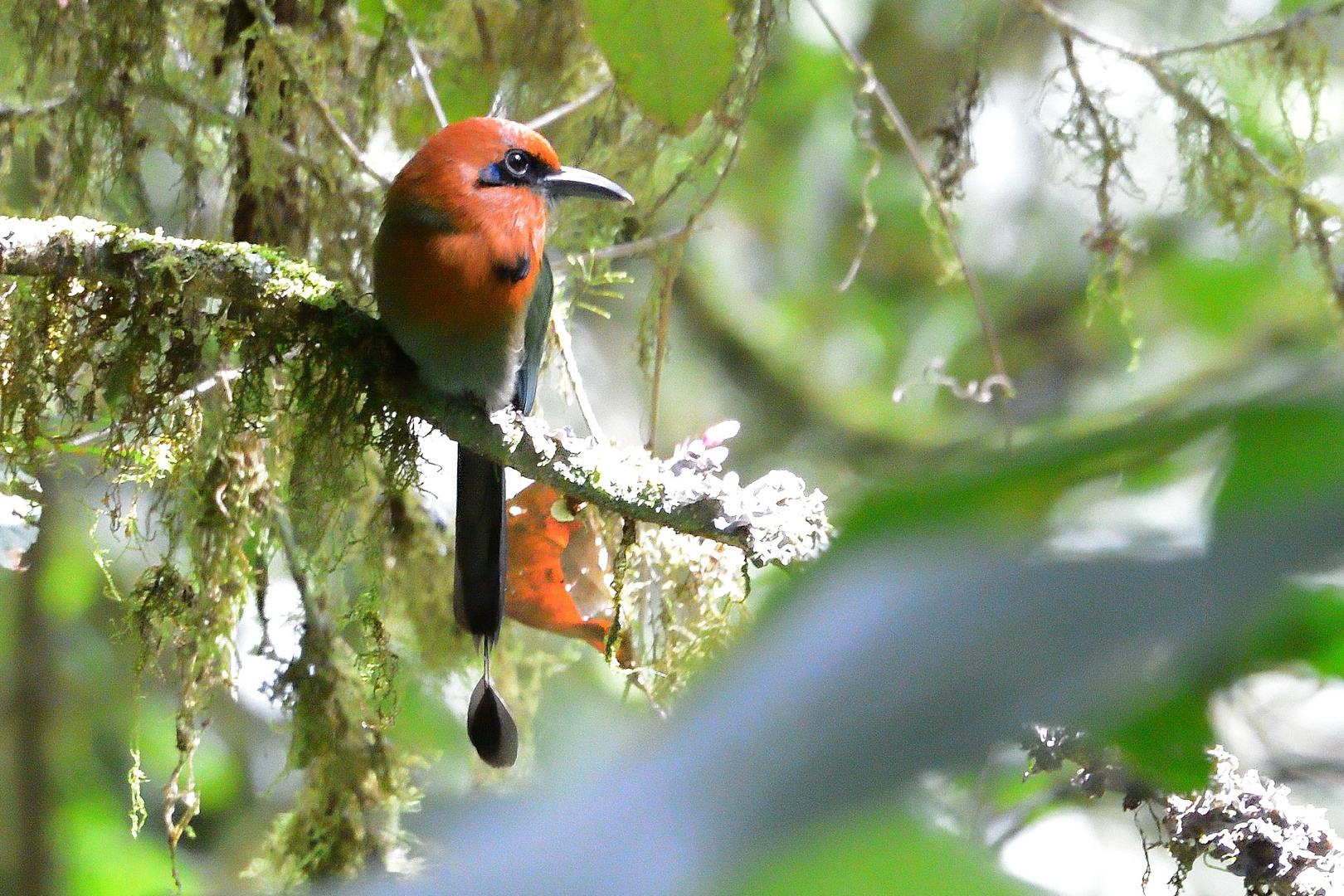 Vögel aus Costa Rica - Zimtbrustmotmot