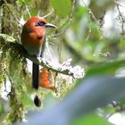 Vögel aus Costa Rica - Zimtbrustmotmot