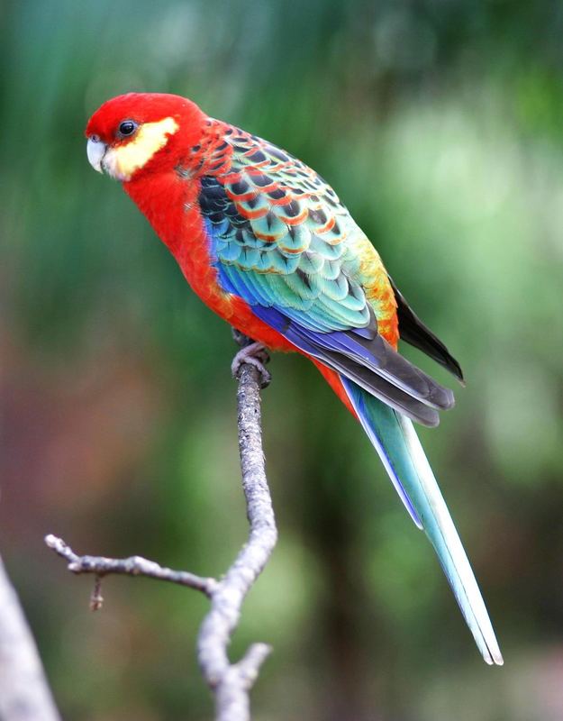 Vögel Australiens, farbenfroh und fotogen.