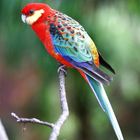 Vögel Australiens, farbenfroh und fotogen.
