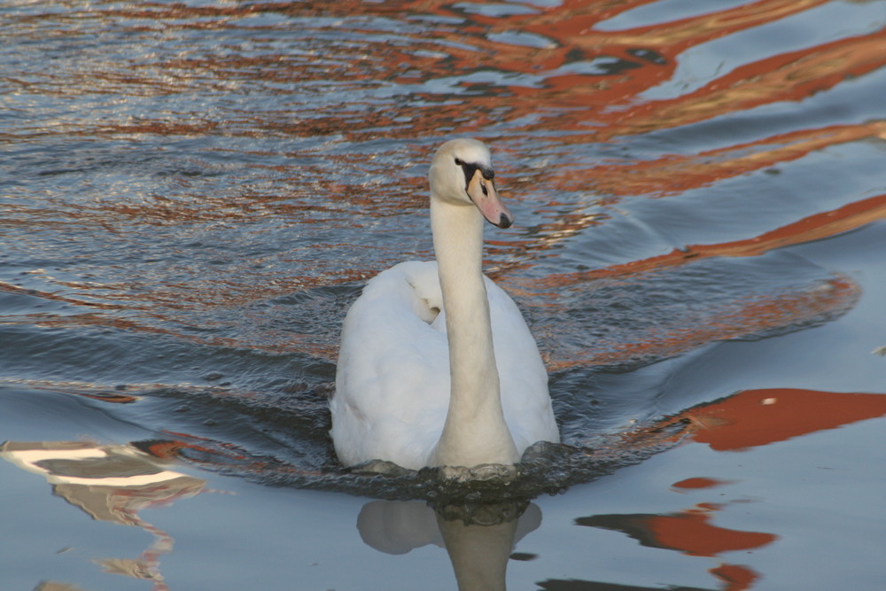 Vögel